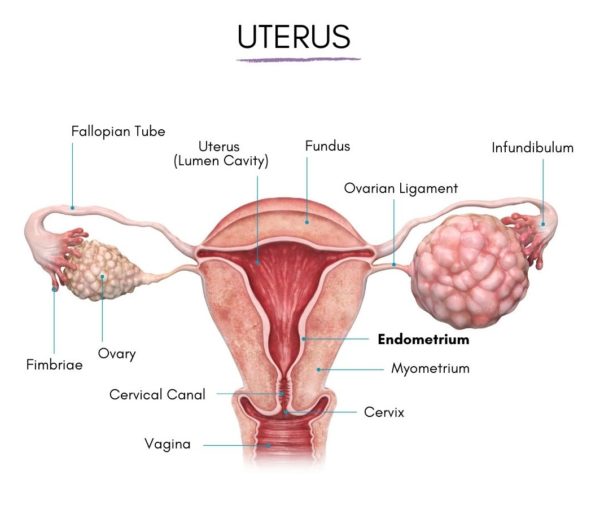 Parts of Uterus - Endometrium Lining and its Thickness