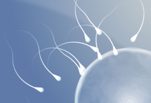 mesa-microsurgical-edpididymal-sperm-extraction2 mesa-microsurgical-edpididymal-sperm-extraction2