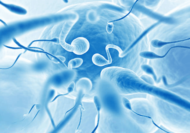 Sperm Sperm female reproductive - Donor Eggs