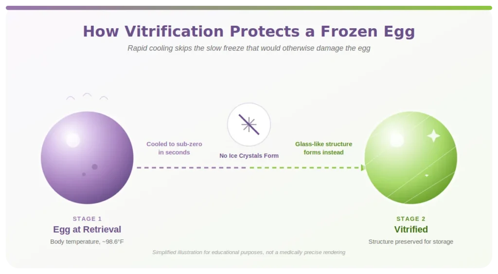 Diagram showing how vitrification freezes an egg without ice crystal formation, comparing an egg at retrieval to a vitrified egg.